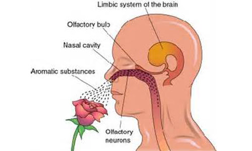 Hoe geur werkt in het brein